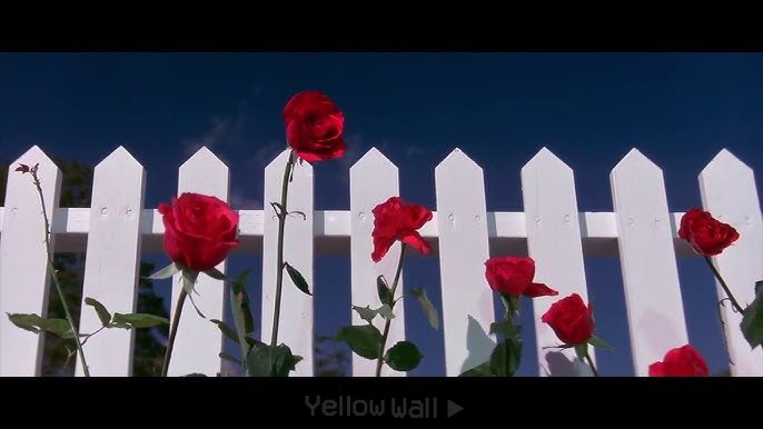 تصویری از فیلم مخمل آبی