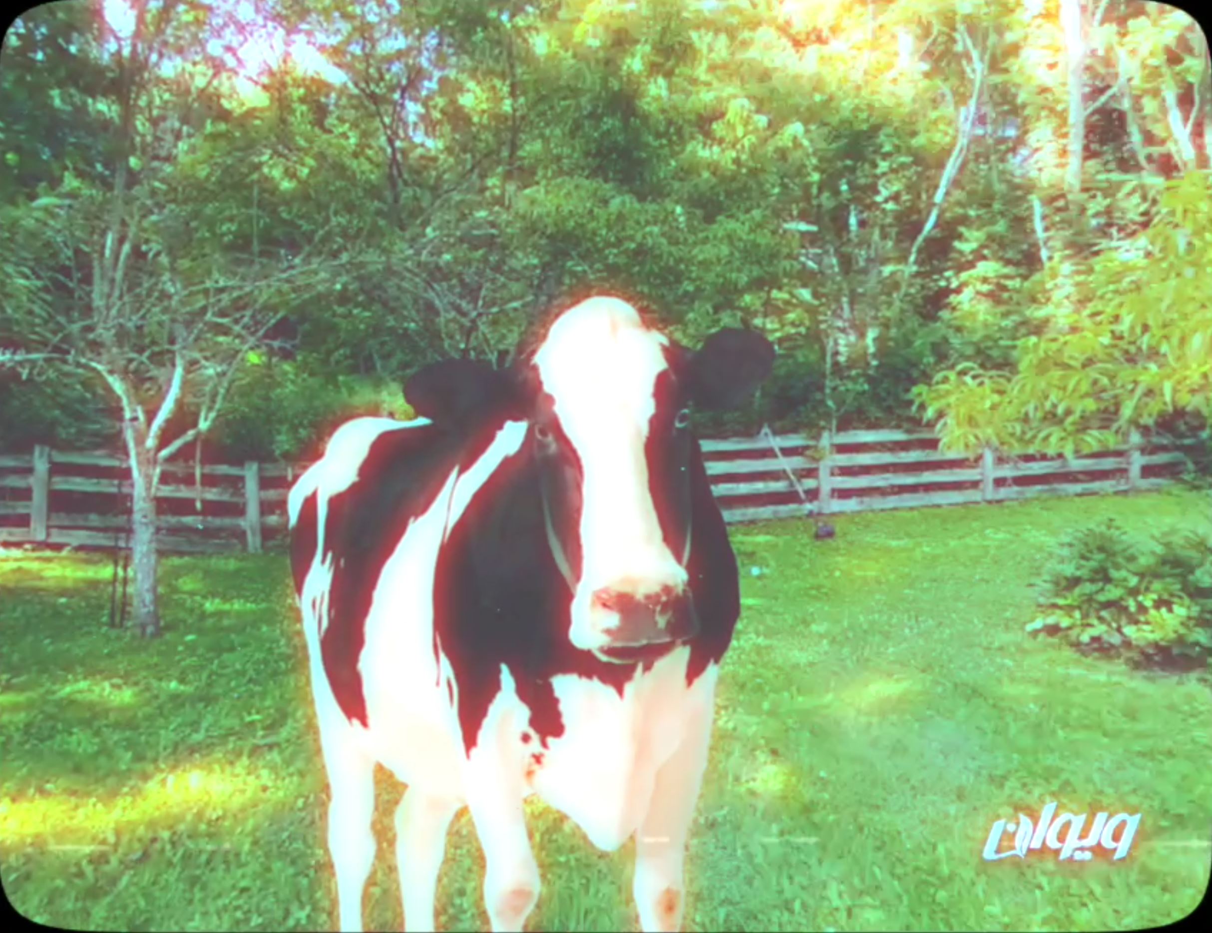 نمونه کارها